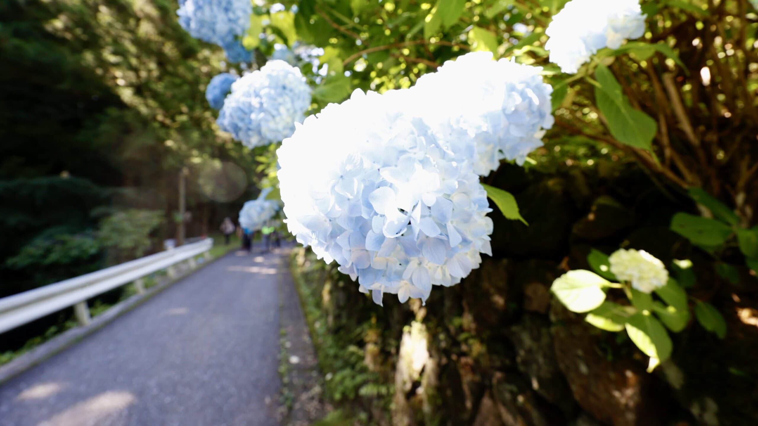 梅雨の晴れ間、三座をつなぐ