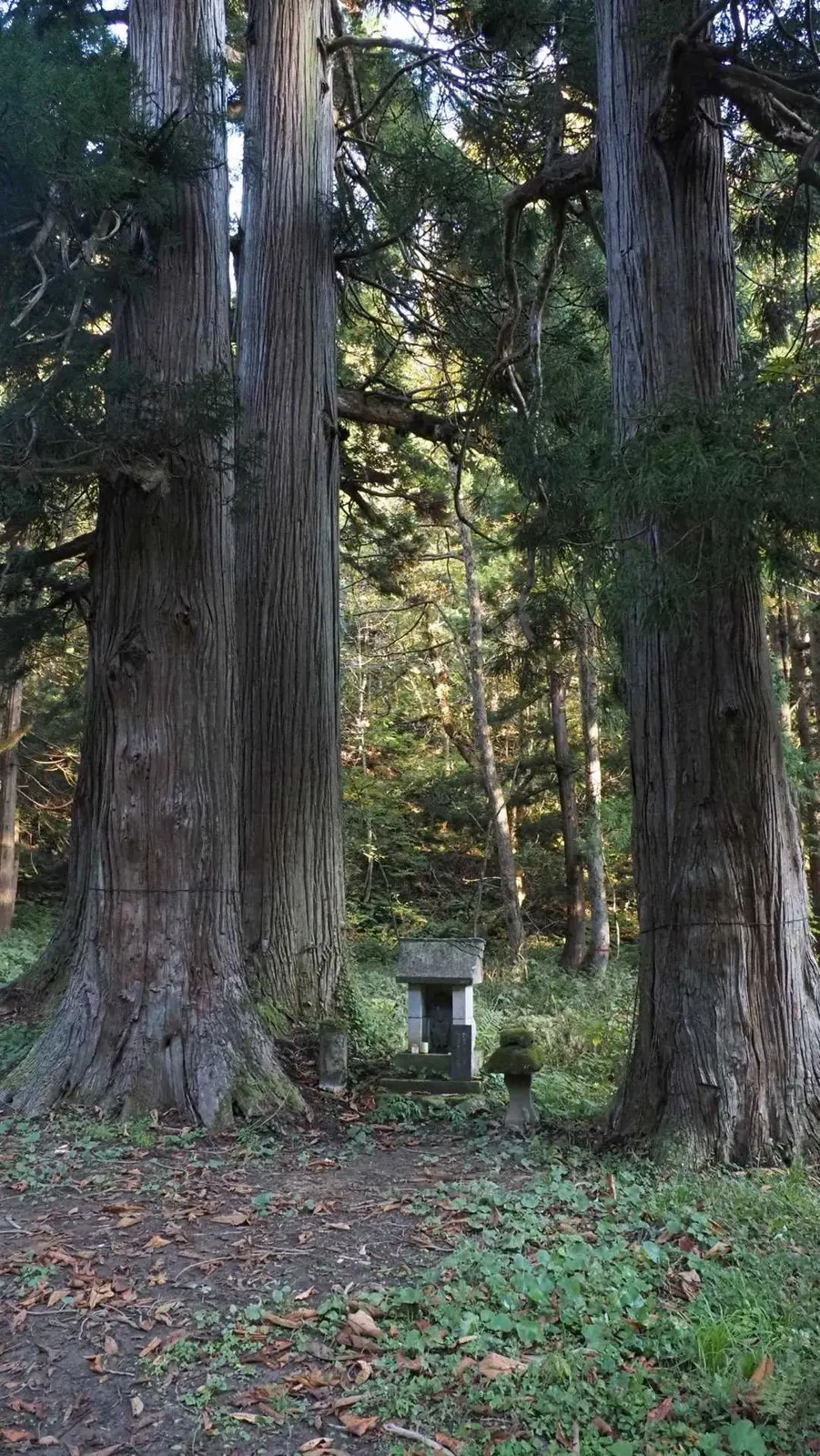 御沢登山口の大きな杉