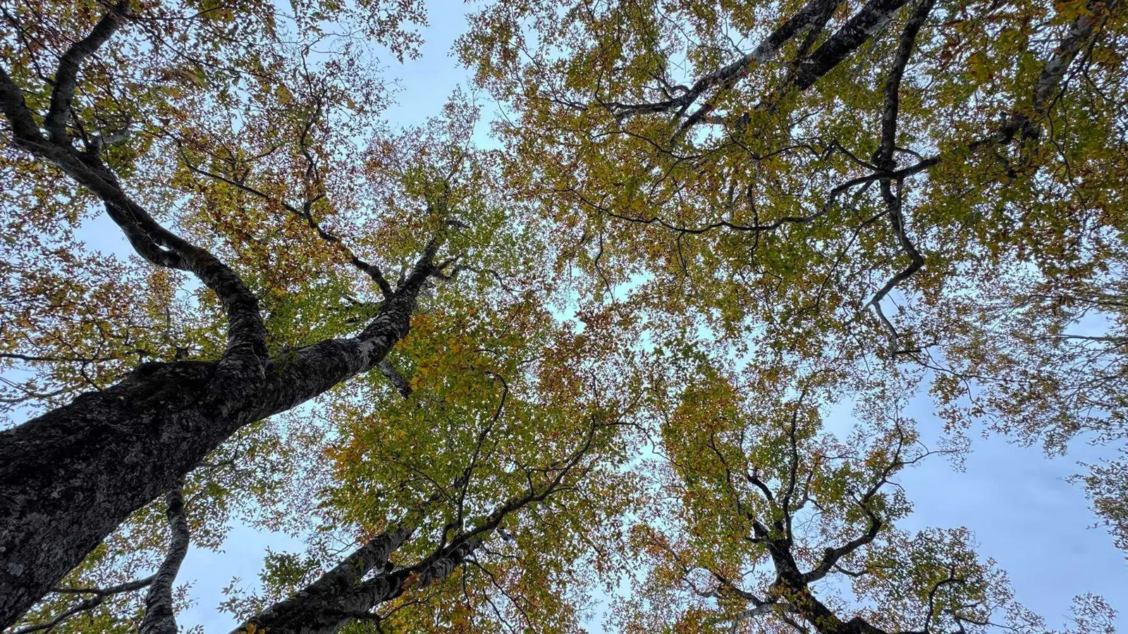 下山途中の森で見上げた紅葉