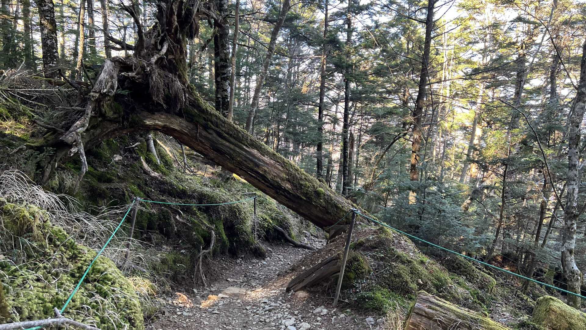 奥多摩テント泊縦走（鴨沢〜七ッ石小屋〜雲取山〜三峯神社） の写真 37