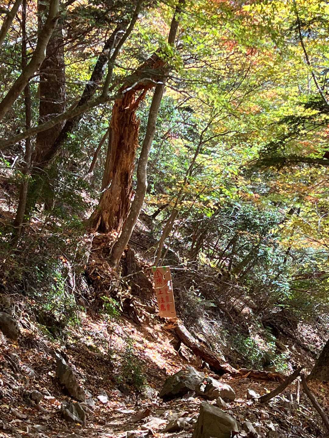 奥多摩テント泊縦走（鴨沢〜七ッ石小屋〜雲取山〜三峯神社） の写真 10