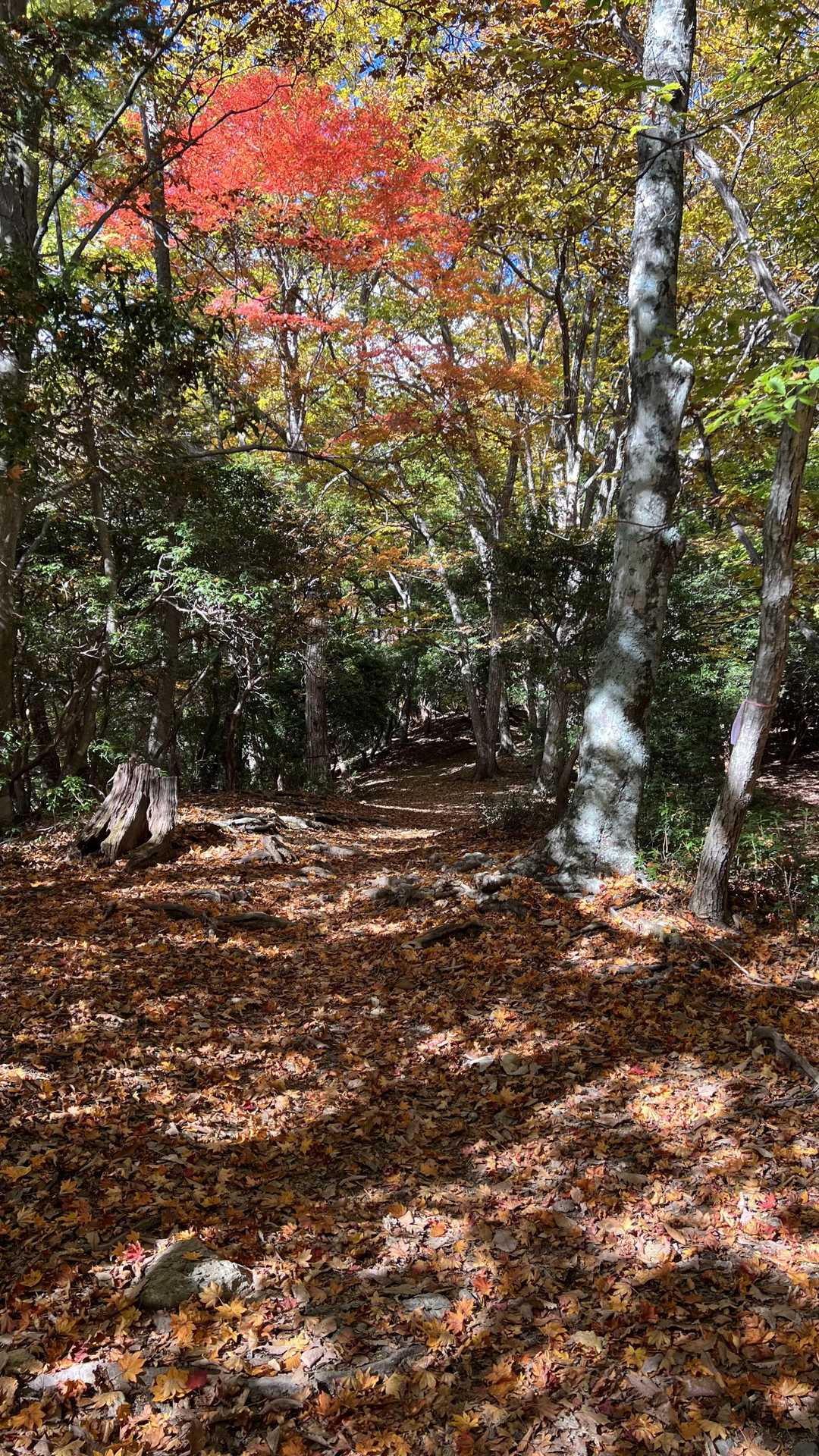 奥多摩テント泊縦走（鴨沢〜七ッ石小屋〜雲取山〜三峯神社） の写真 6