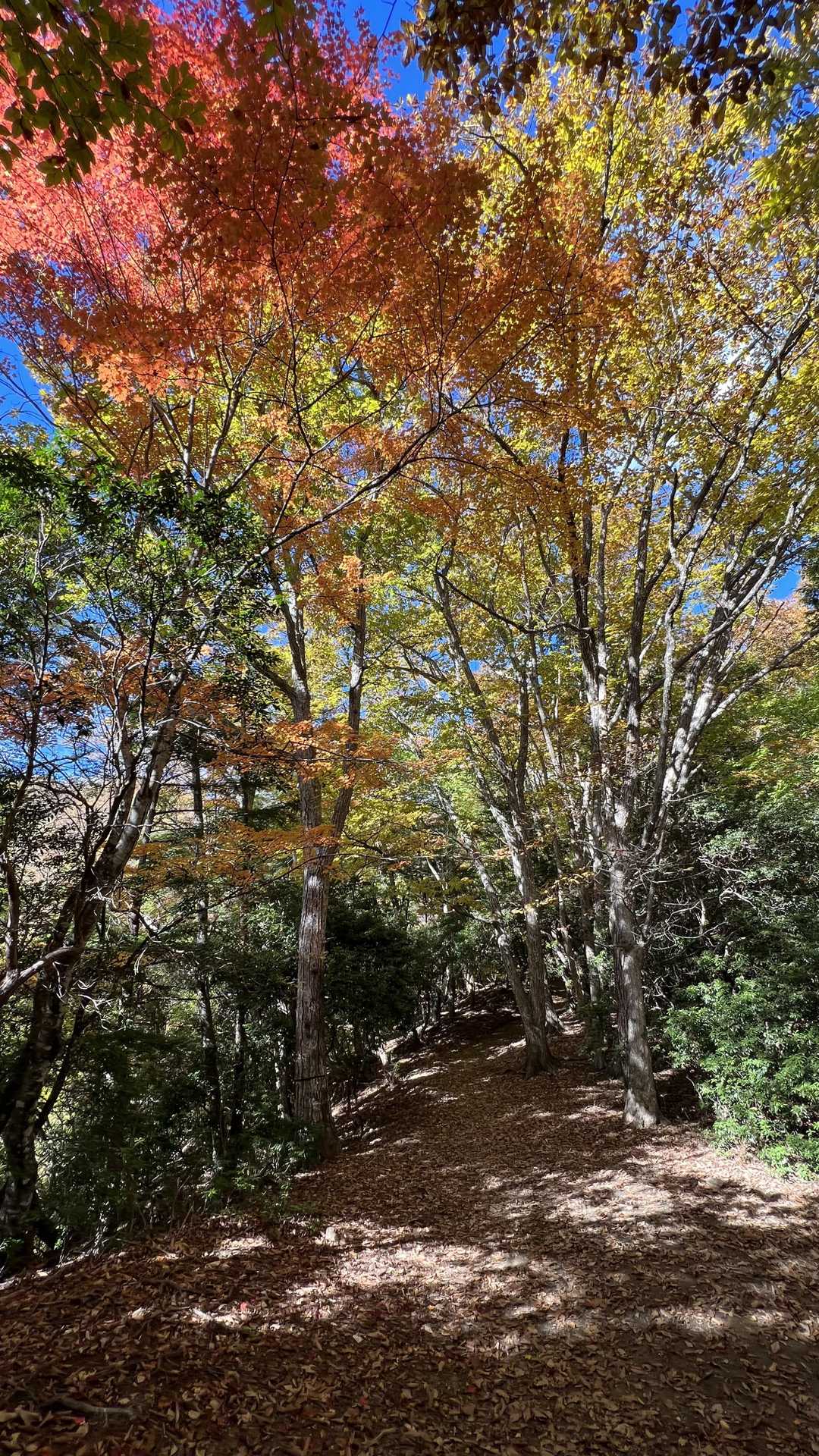 奥多摩テント泊縦走（鴨沢〜七ッ石小屋〜雲取山〜三峯神社） の写真 9