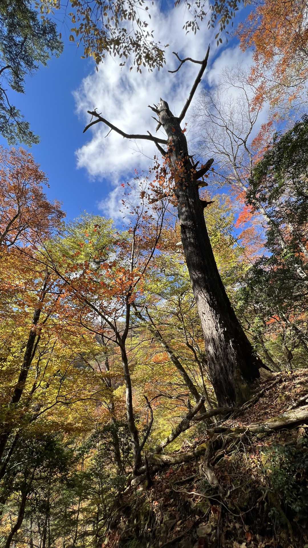 奥多摩テント泊縦走（鴨沢〜七ッ石小屋〜雲取山〜三峯神社） の写真 11