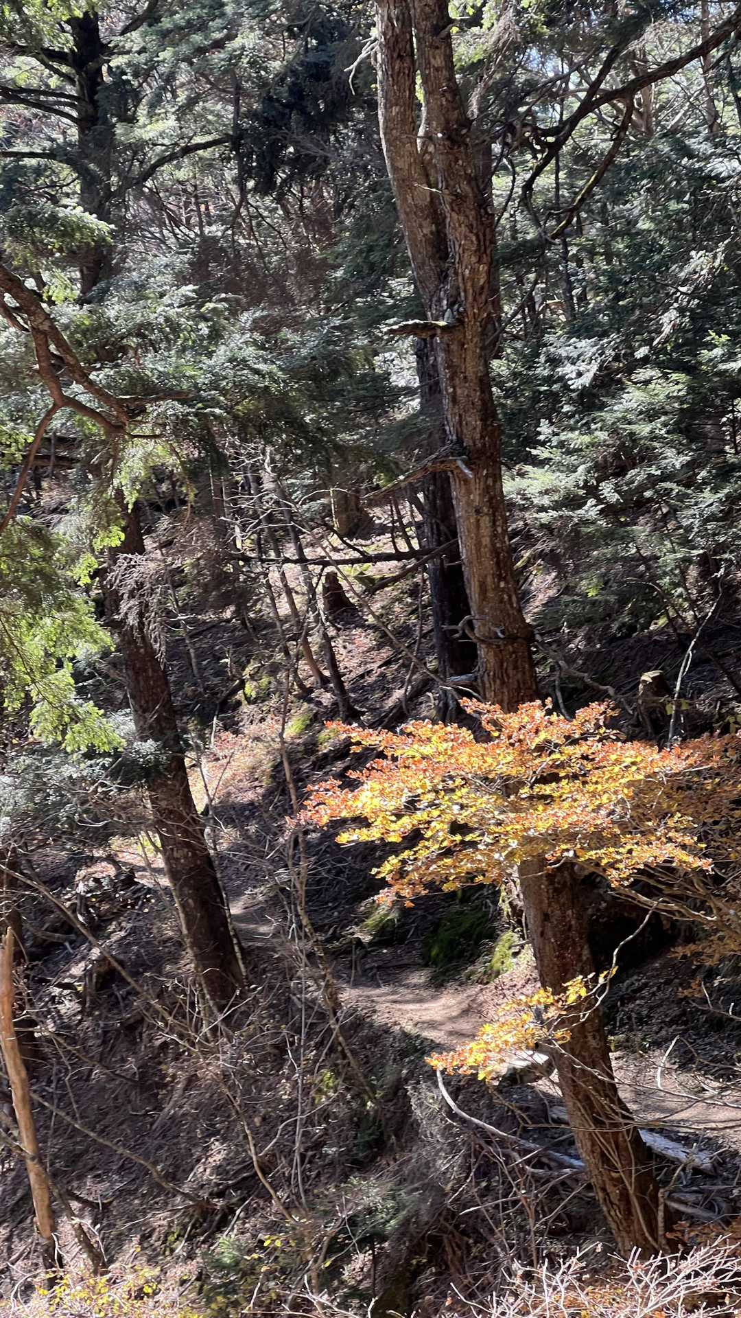 奥多摩テント泊縦走（鴨沢〜七ッ石小屋〜雲取山〜三峯神社） の写真 41