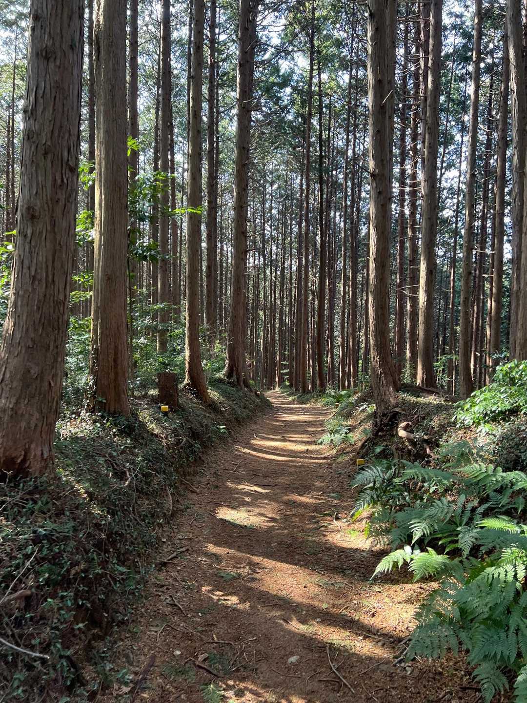 日和田山・高指山・物見山・横手山 の写真 6