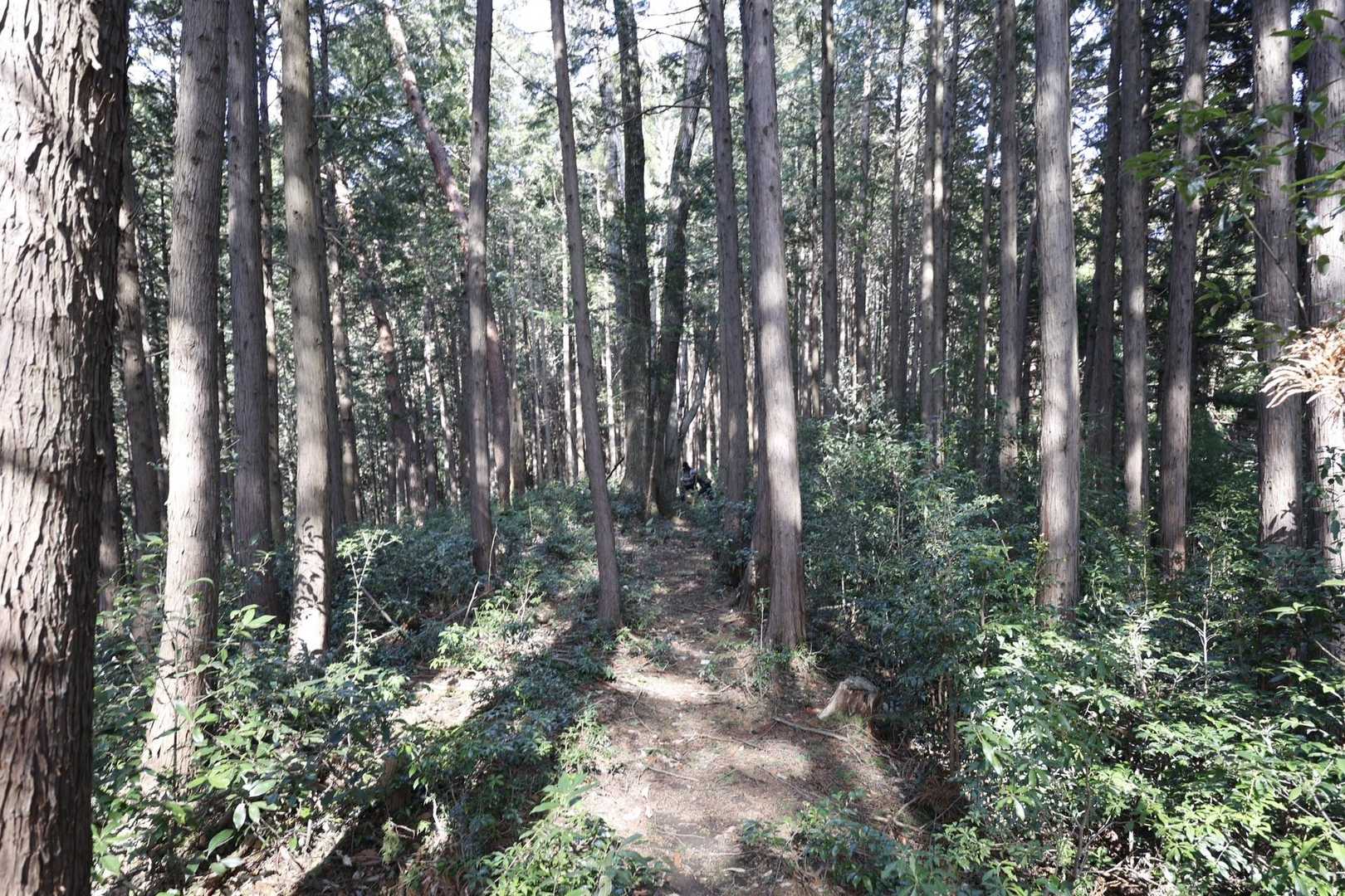 ここまで下りれば登山道がわかります。