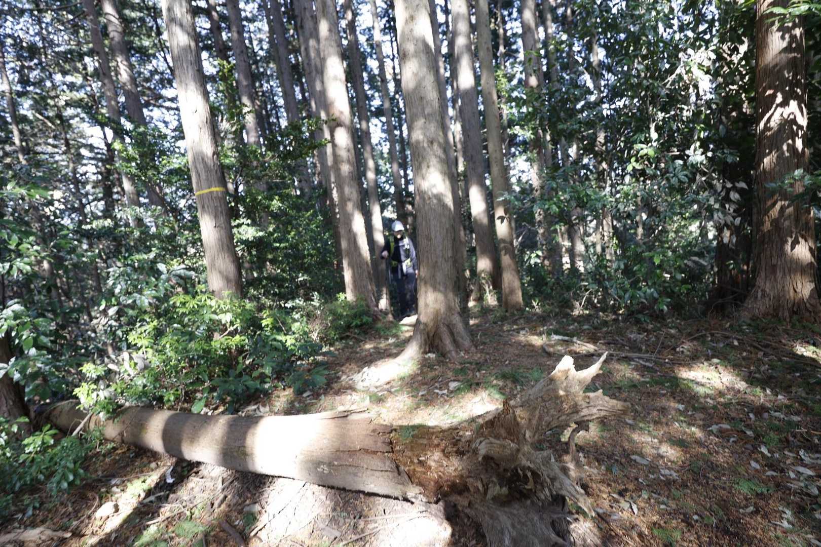 この先の345m地点からの下りが道なき道って感じでした
