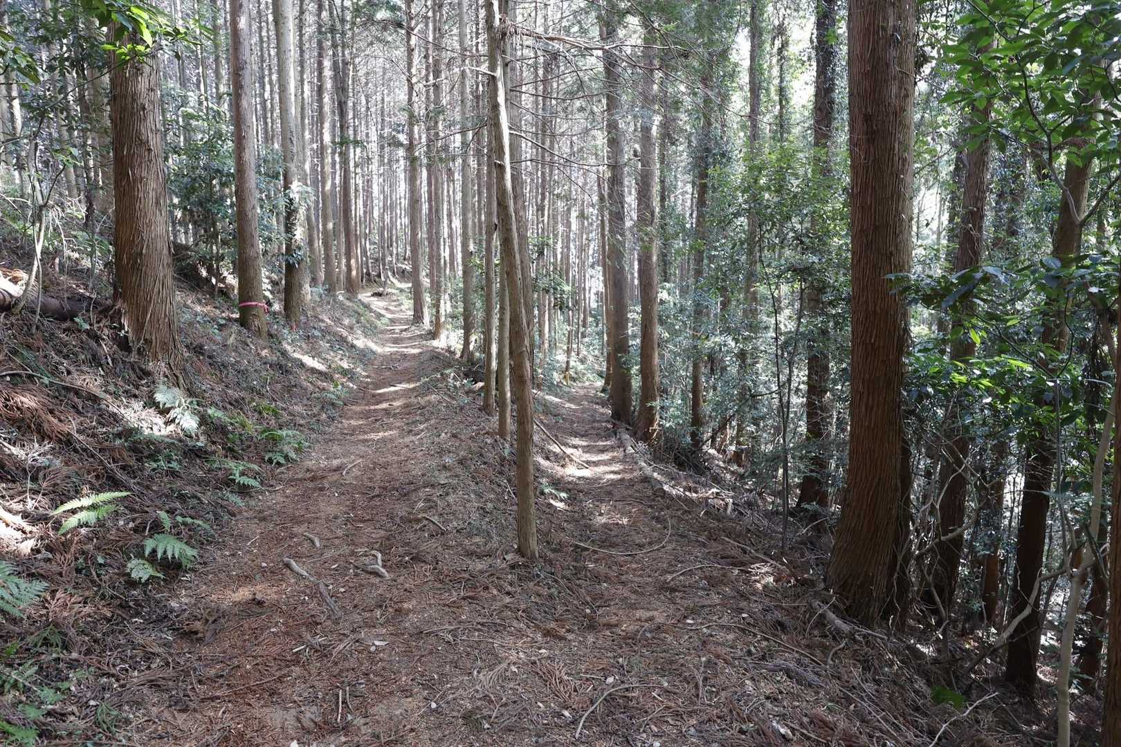 日和田山・高指山・物見山・横手山 の写真 8