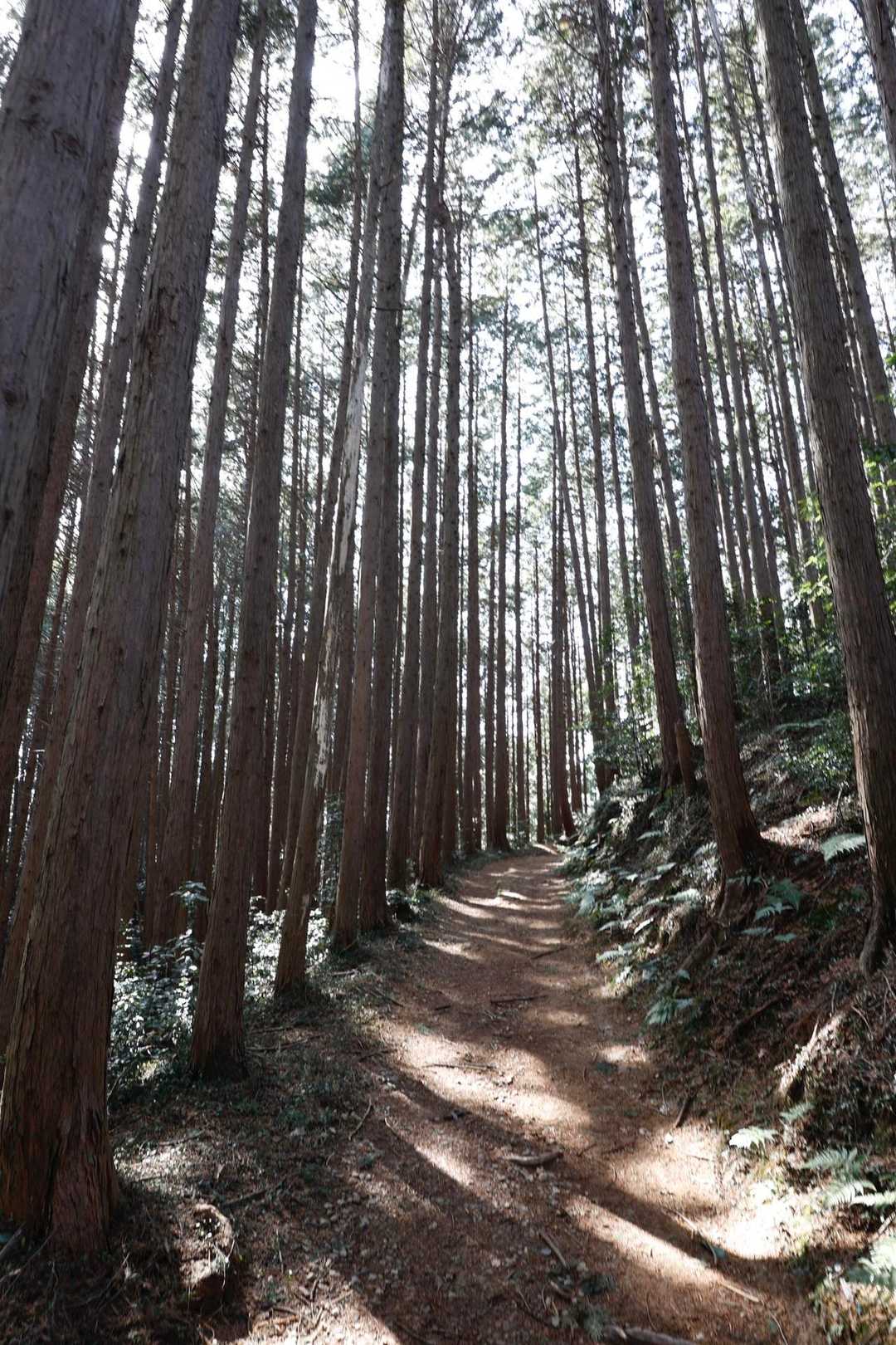 日和田山・高指山・物見山・横手山 の写真 7