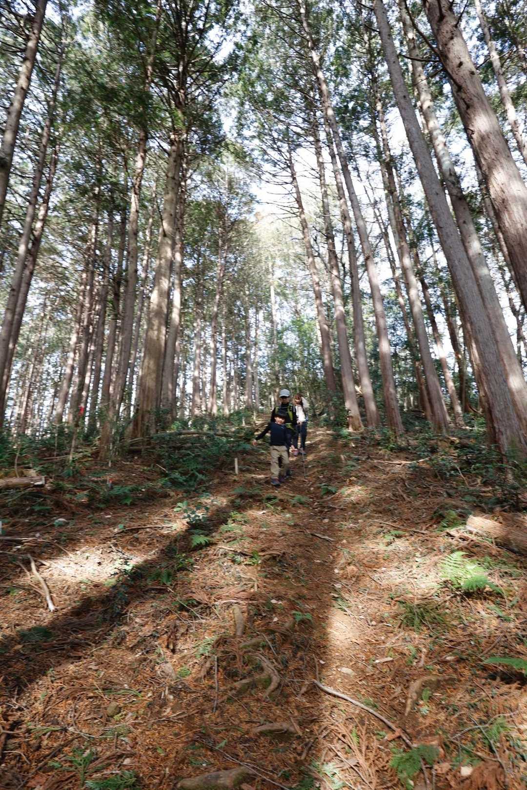 日和田山・高指山・物見山・横手山 の写真 13