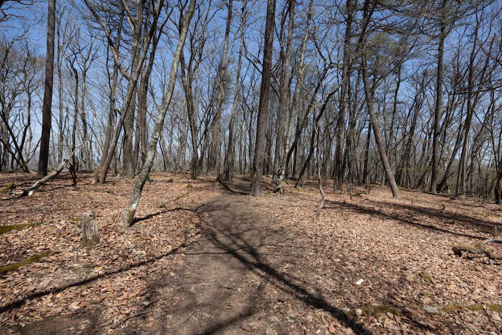 荒船山（経塚山） の写真 9