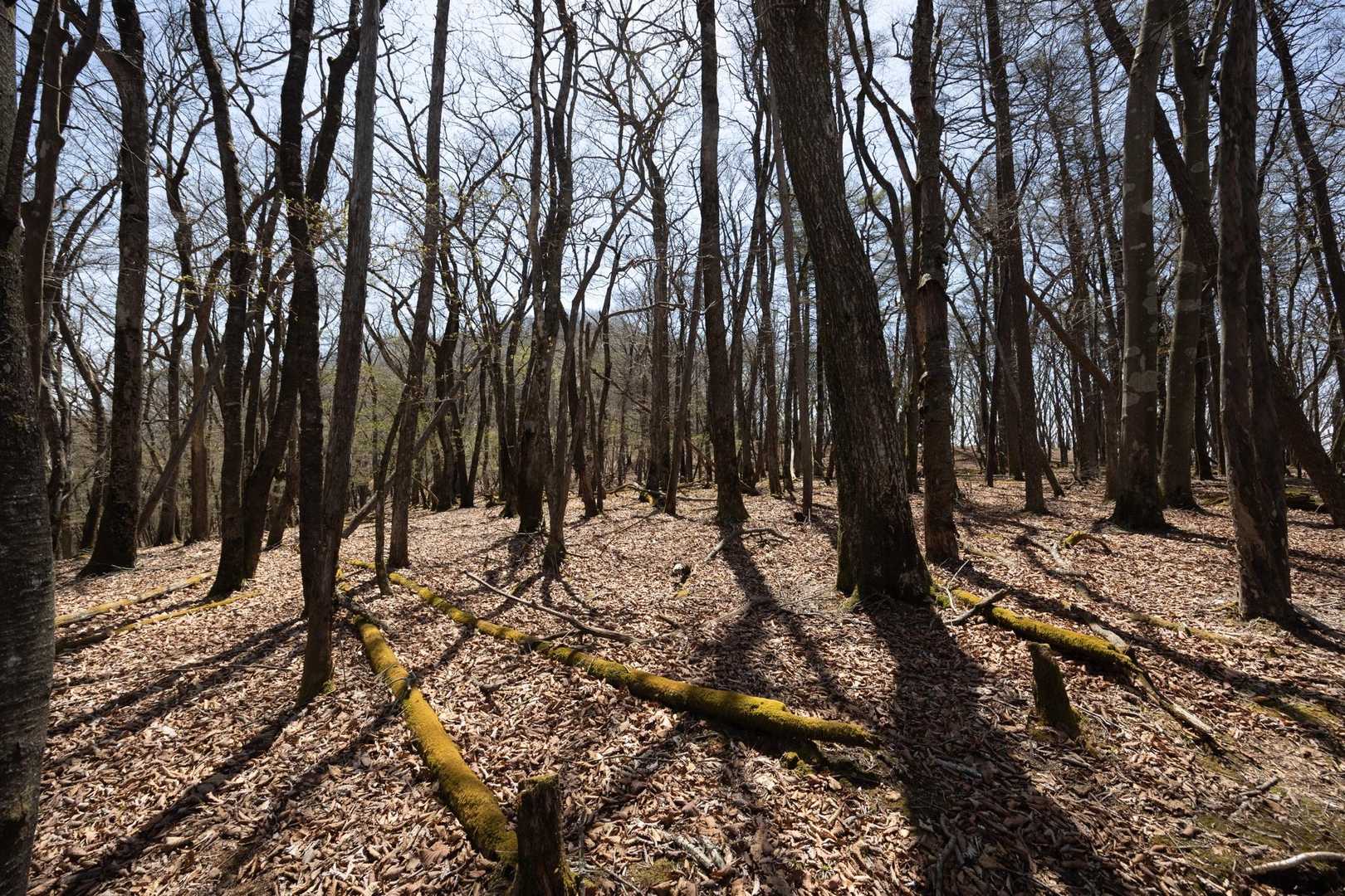 荒船山（経塚山） の写真 10