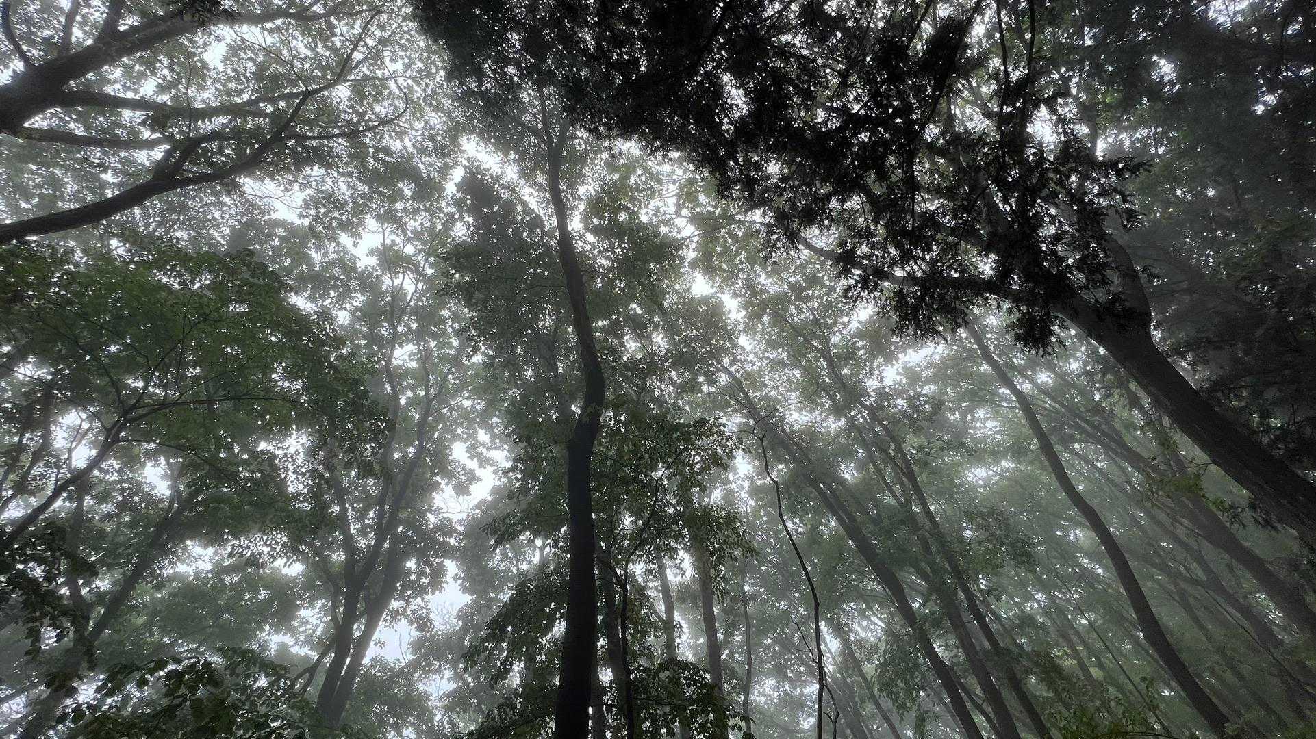 陣馬山・景信山縦走 の写真 5