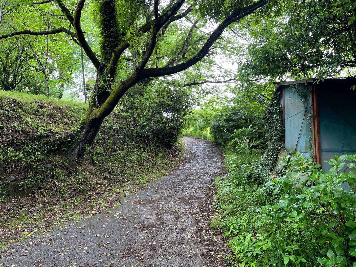 陣馬山・景信山縦走 の写真 2