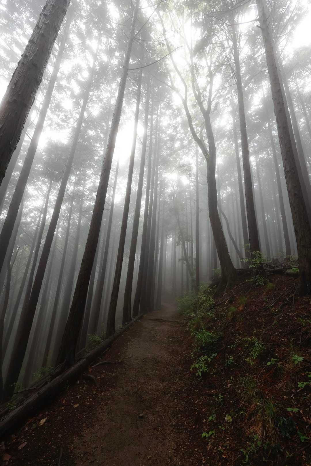 陣馬山・景信山縦走 の写真 8