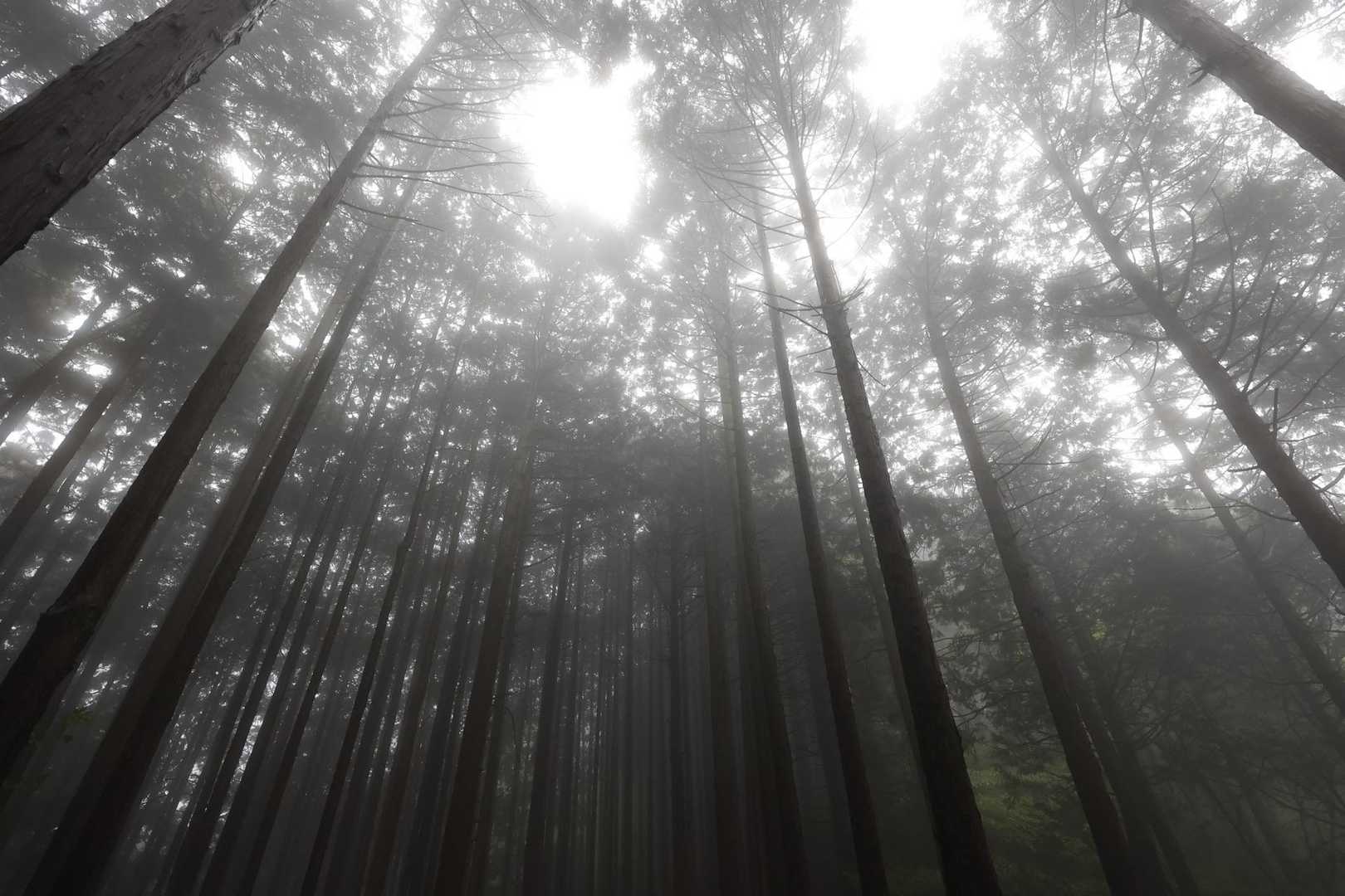 陣馬山・景信山縦走 の写真 9