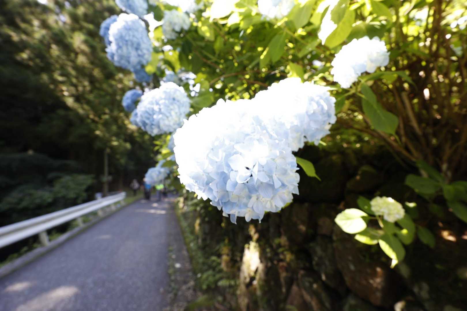 伊豆ヶ岳・高畑山・子ノ山（飯能アルプス3座）縦走 の写真 5