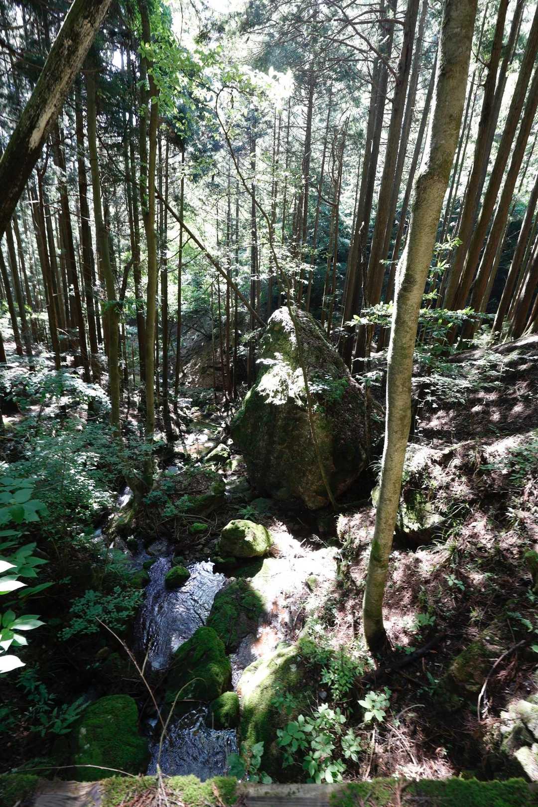 伊豆ヶ岳・高畑山・子ノ山（飯能アルプス3座）縦走 の写真 7