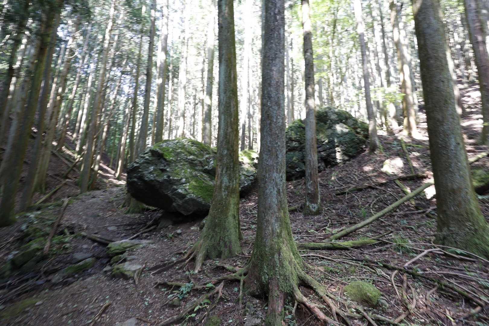伊豆ヶ岳・高畑山・子ノ山（飯能アルプス3座）縦走 の写真 8