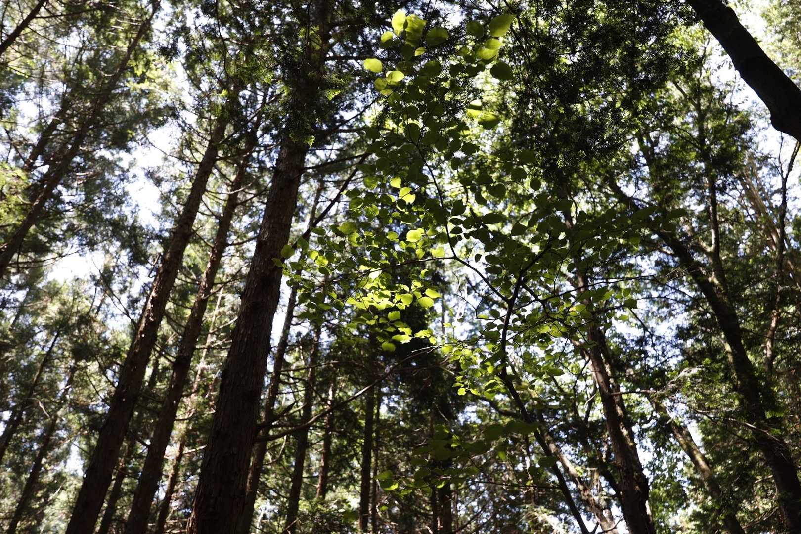 伊豆ヶ岳・高畑山・子ノ山（飯能アルプス3座）縦走 の写真 11