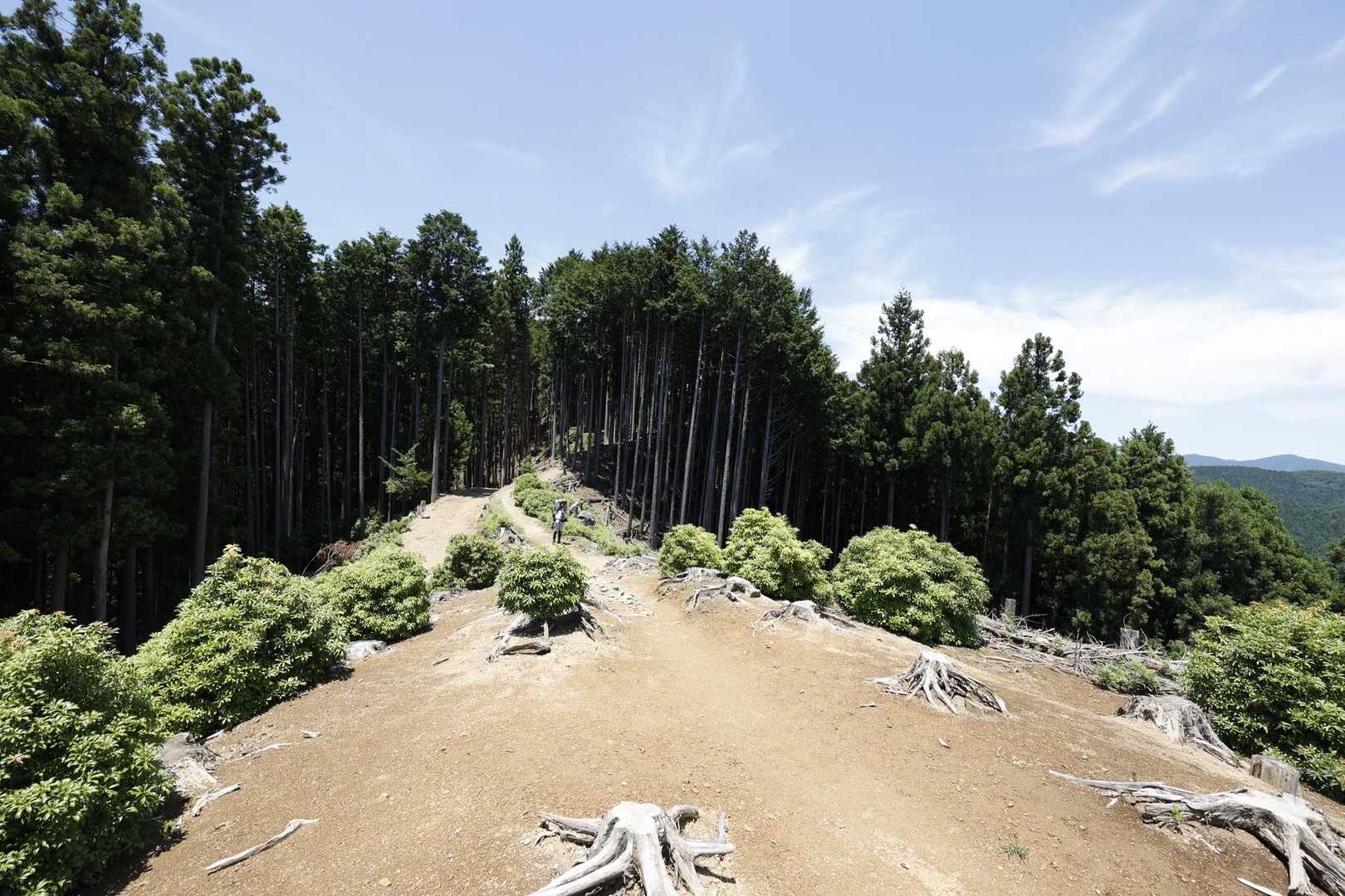 伊豆ヶ岳・高畑山・子ノ山（飯能アルプス3座）縦走 の写真 14
