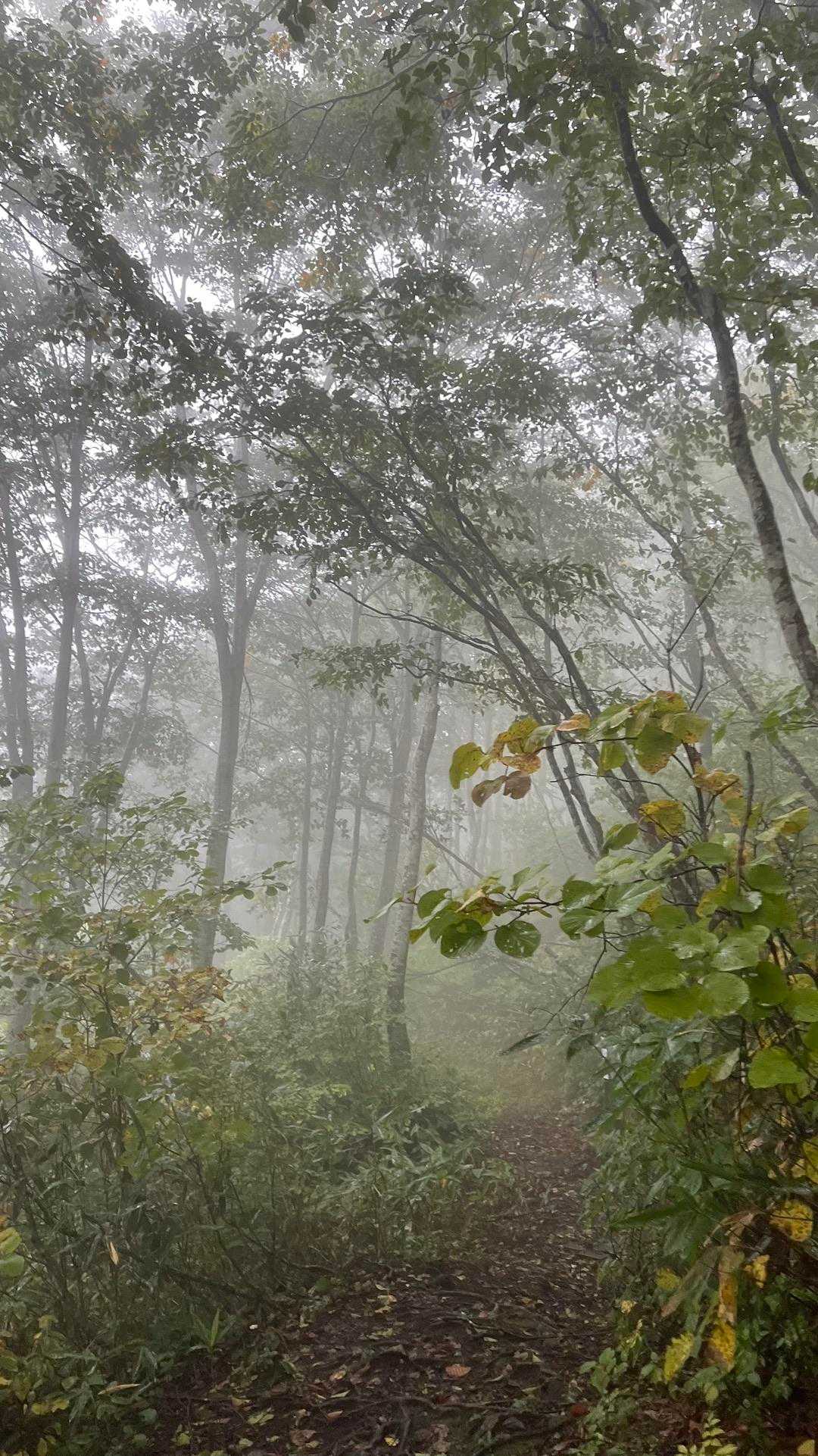 信越トレイル#3（sec.4／仏ヶ峰登山口〜鍋倉山・黒倉山〜関田峠） の写真 30