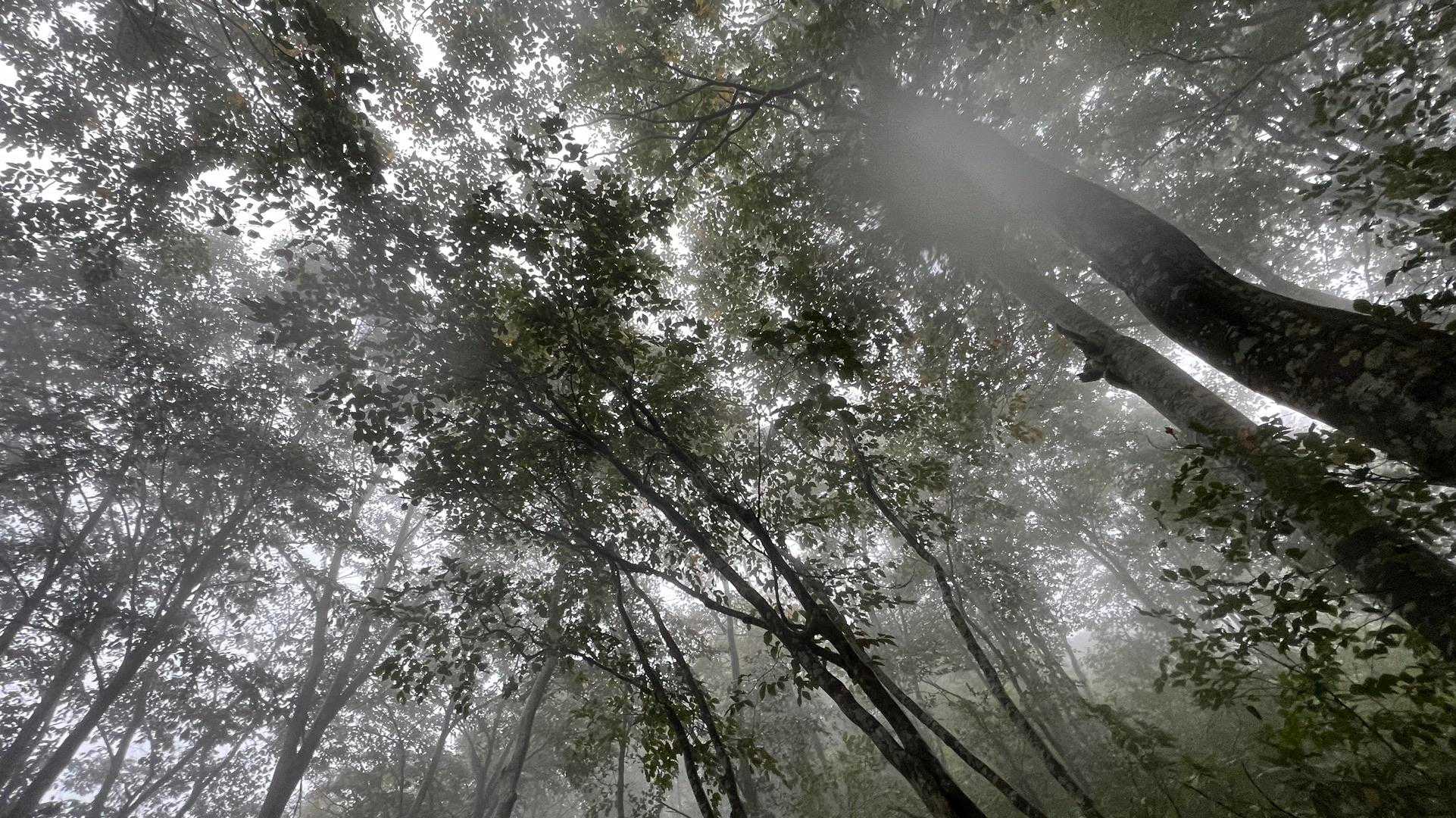 信越トレイル#3（sec.4／仏ヶ峰登山口〜鍋倉山・黒倉山〜関田峠） の写真 31