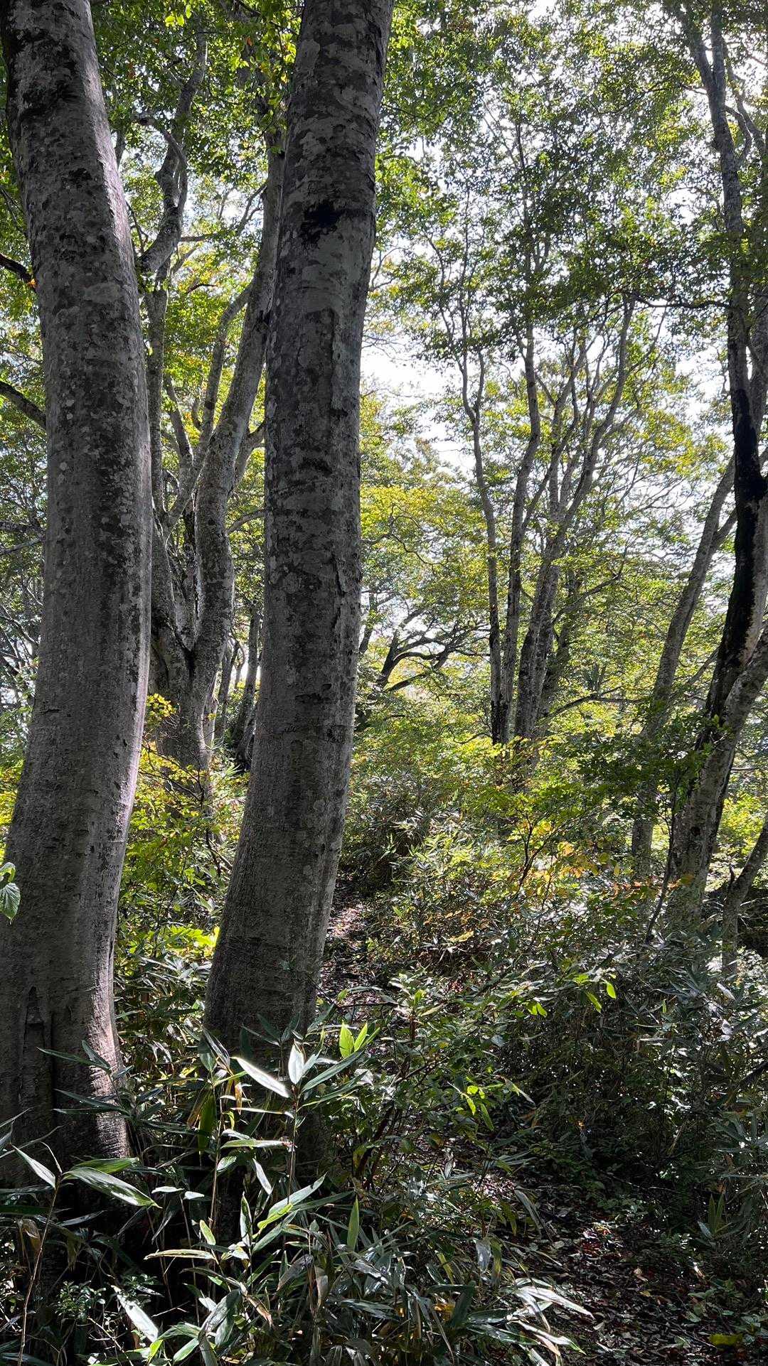 信越トレイル#3（sec.4／仏ヶ峰登山口〜鍋倉山・黒倉山〜関田峠） の写真 9