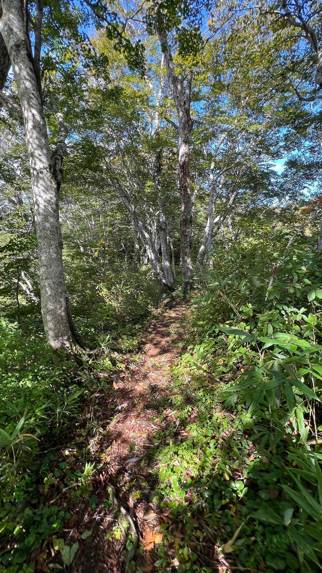 信越トレイル#3（sec.4／仏ヶ峰登山口〜鍋倉山・黒倉山〜関田峠） の写真 8