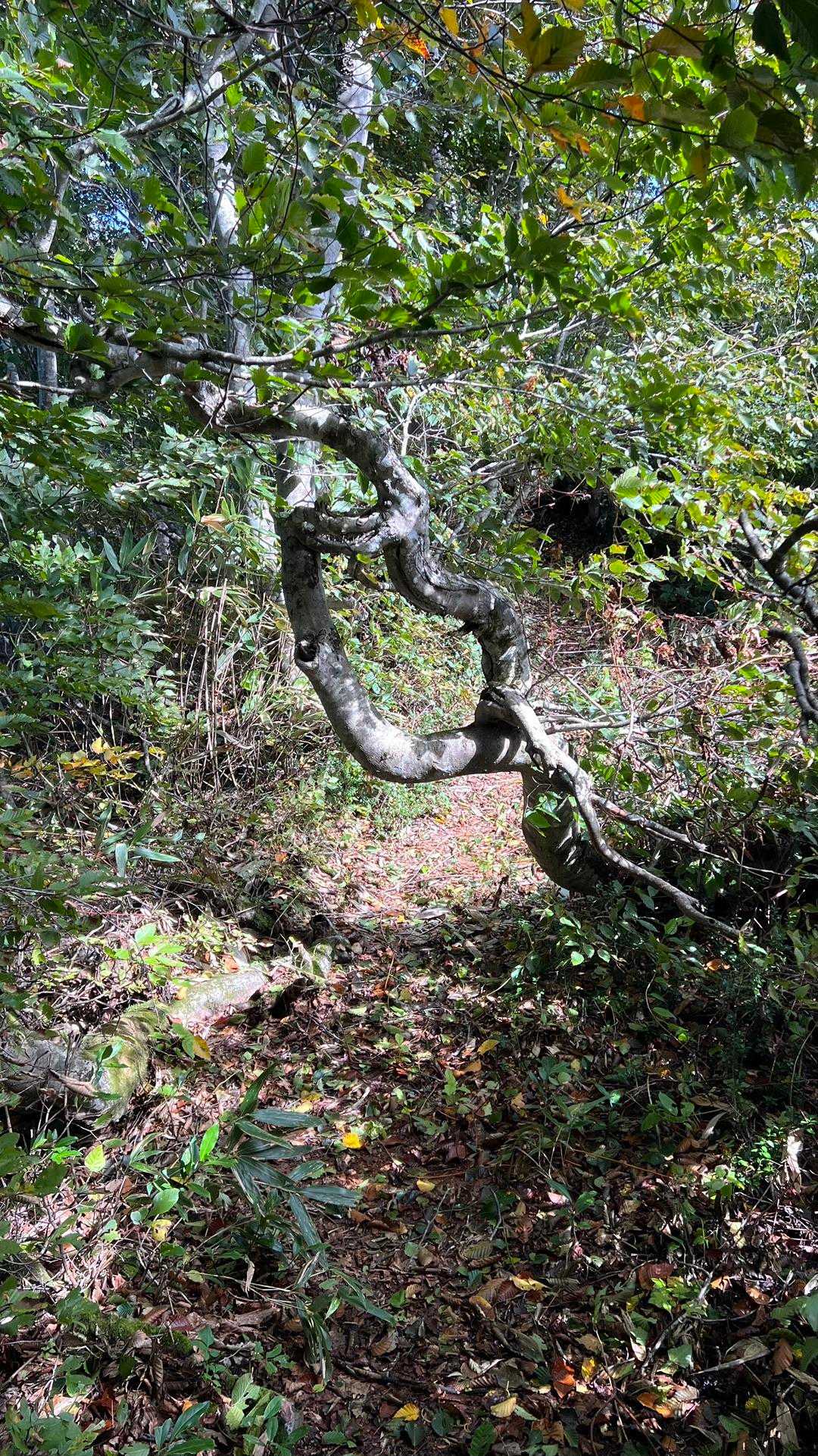 信越トレイル#3（sec.4／仏ヶ峰登山口〜鍋倉山・黒倉山〜関田峠） の写真 16