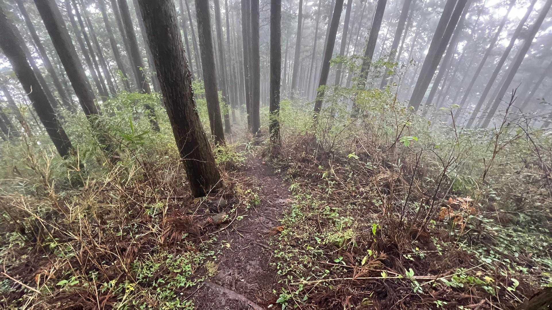 孫山・堂所山・景信山・城山（小仏城山）・高尾山・神変山 の写真 23