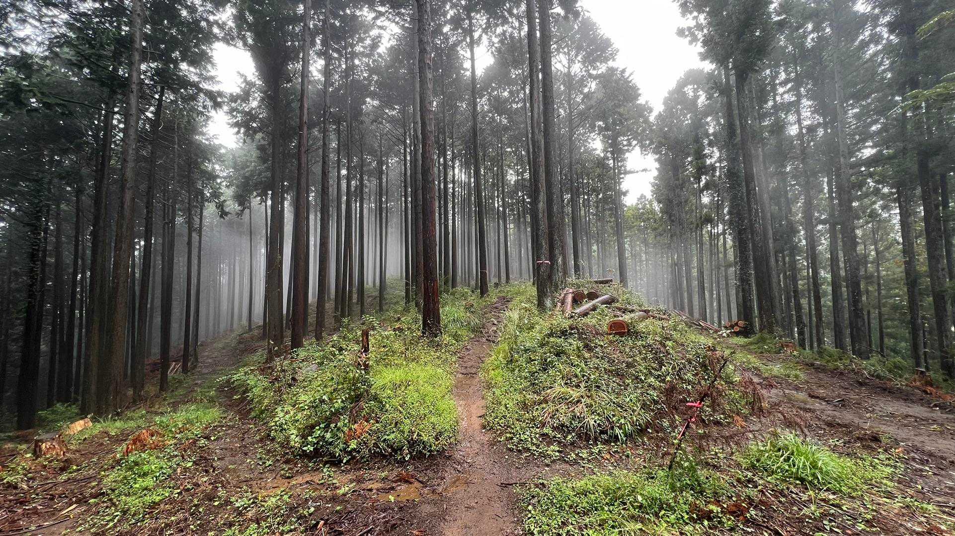 孫山・堂所山・景信山・城山（小仏城山）・高尾山・神変山 の写真 26