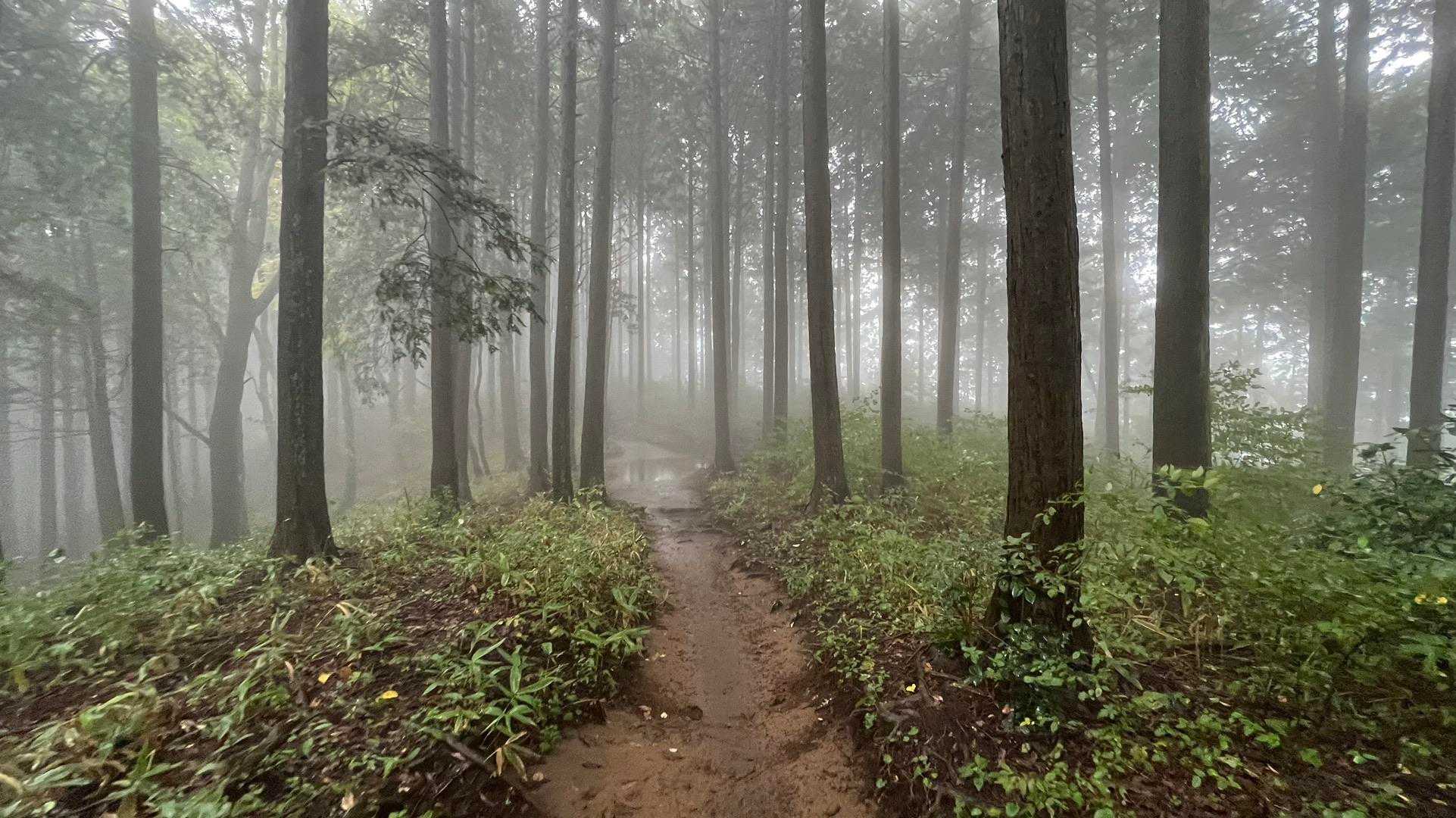 孫山・堂所山・景信山・城山（小仏城山）・高尾山・神変山 の写真 40