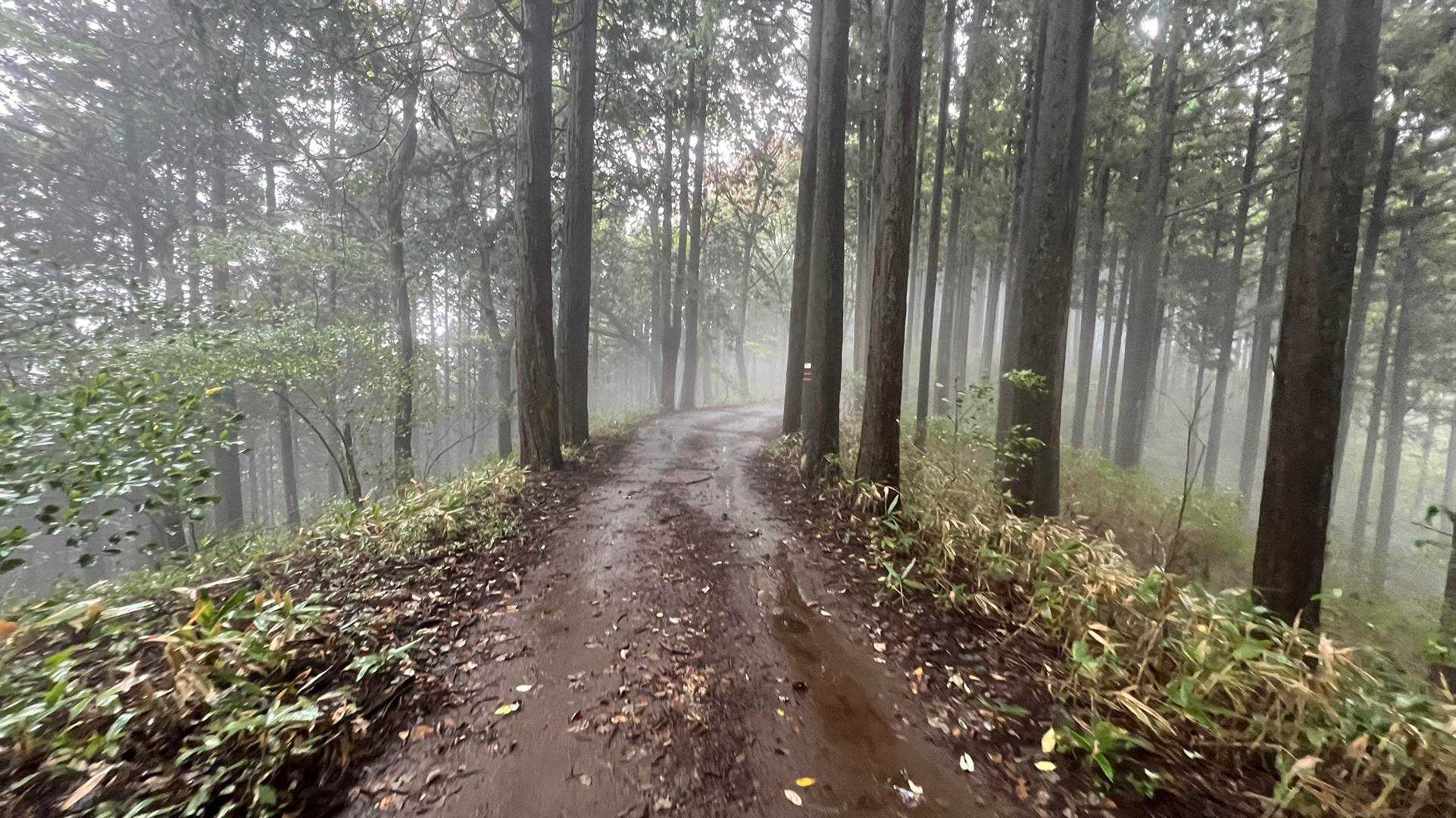 孫山・堂所山・景信山・城山（小仏城山）・高尾山・神変山 の写真 39