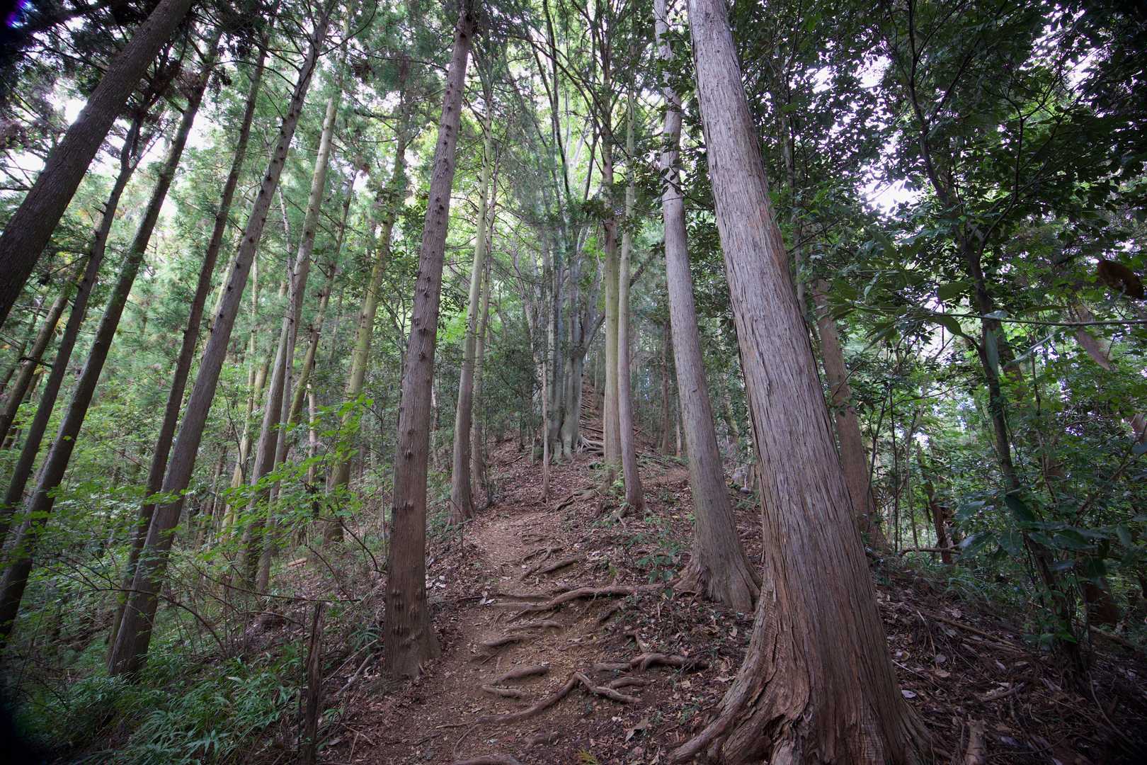 飯能アルプス（天覚山・吾野ノ頭・大高山） の写真 1