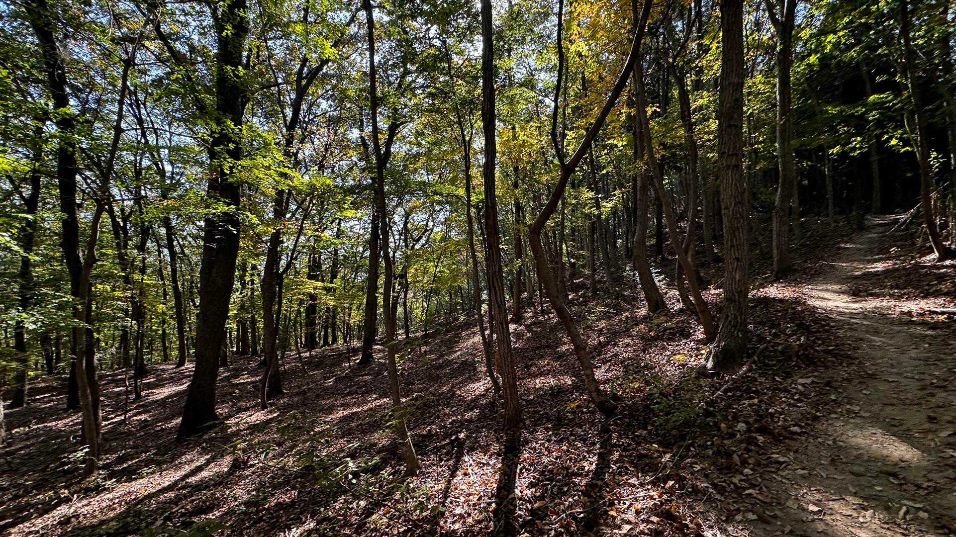 長瀞アルプス（野上駅〜野上峠〜小鳥峠〜宝登山） の写真 4