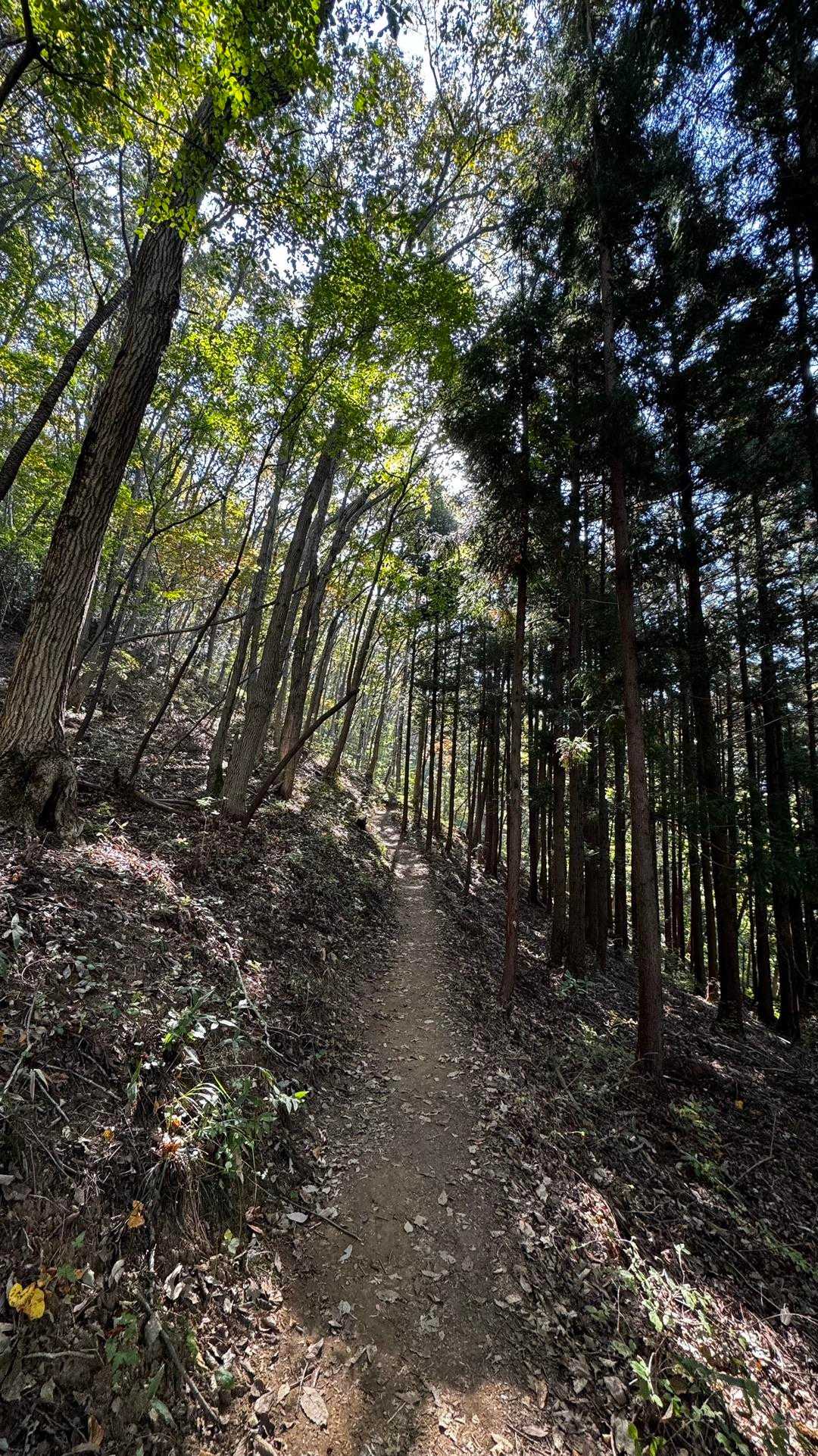 長瀞アルプス（野上駅〜野上峠〜小鳥峠〜宝登山） の写真 6