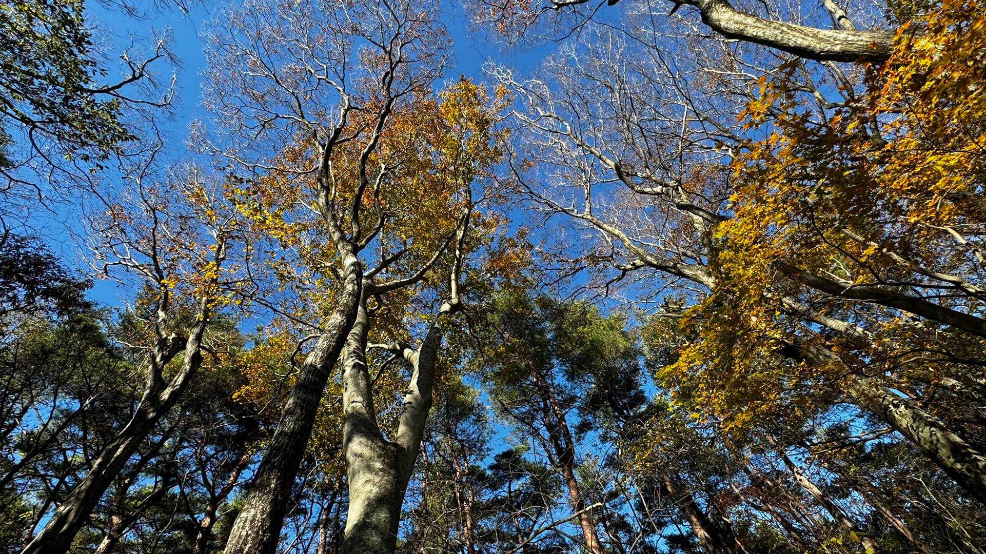 竪破山・胎内石・太刀割石〜奈々久良の滝 の写真 24