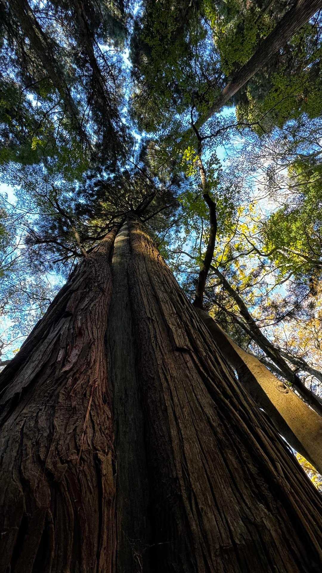竪破山・胎内石・太刀割石〜奈々久良の滝 の写真 9