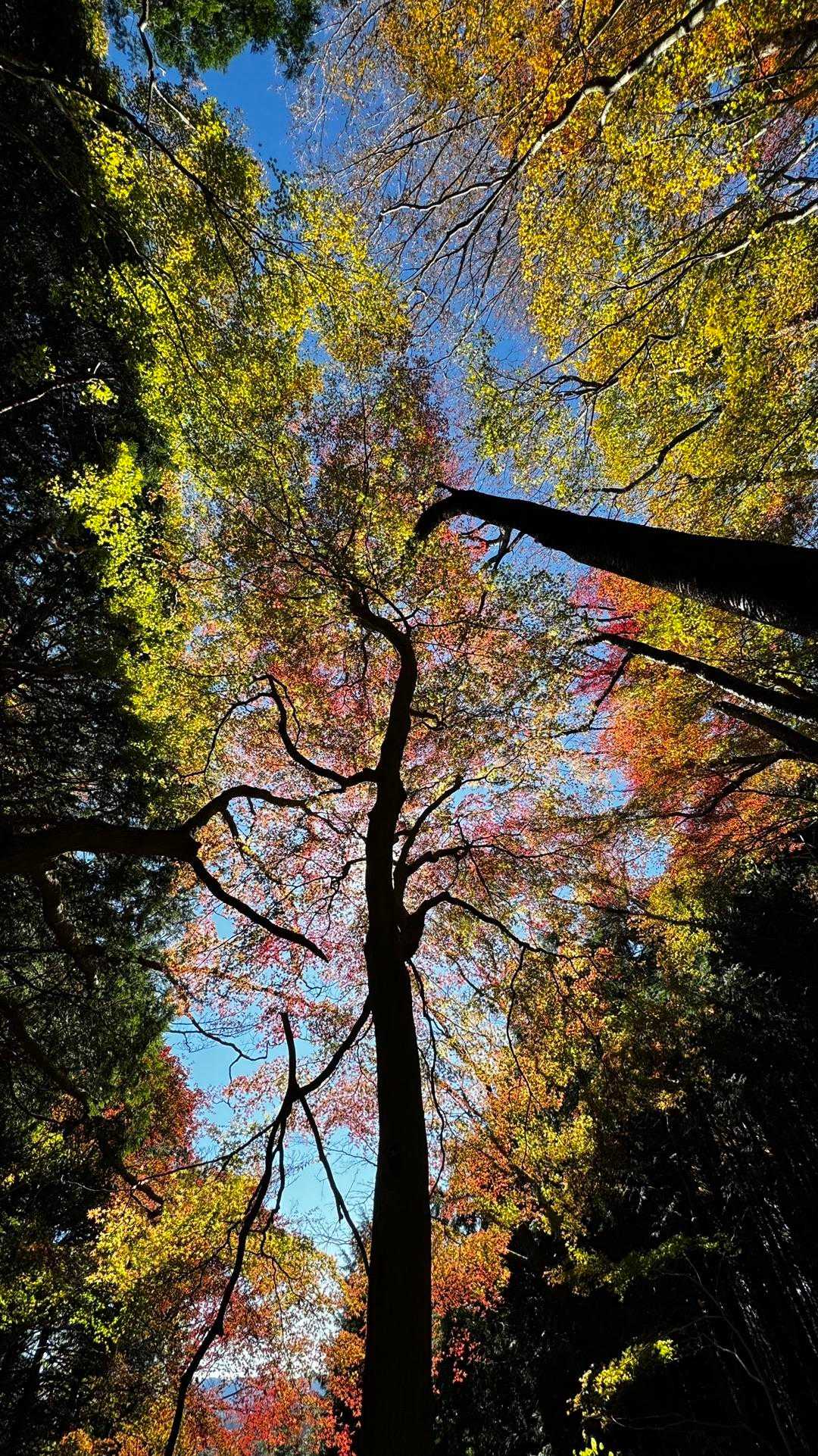 竪破山・胎内石・太刀割石〜奈々久良の滝 の写真 6
