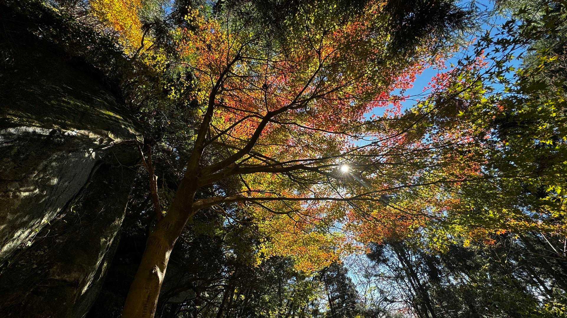 竪破山・胎内石・太刀割石〜奈々久良の滝 の写真 18