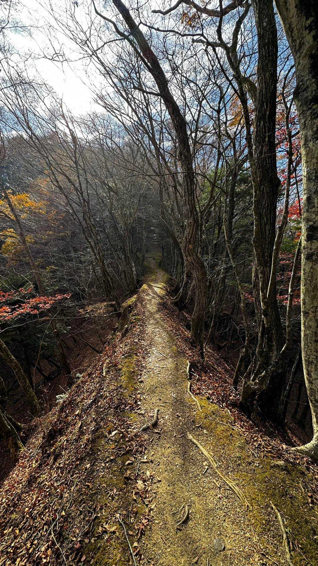 蛾ヶ岳・大畠山 の写真 8