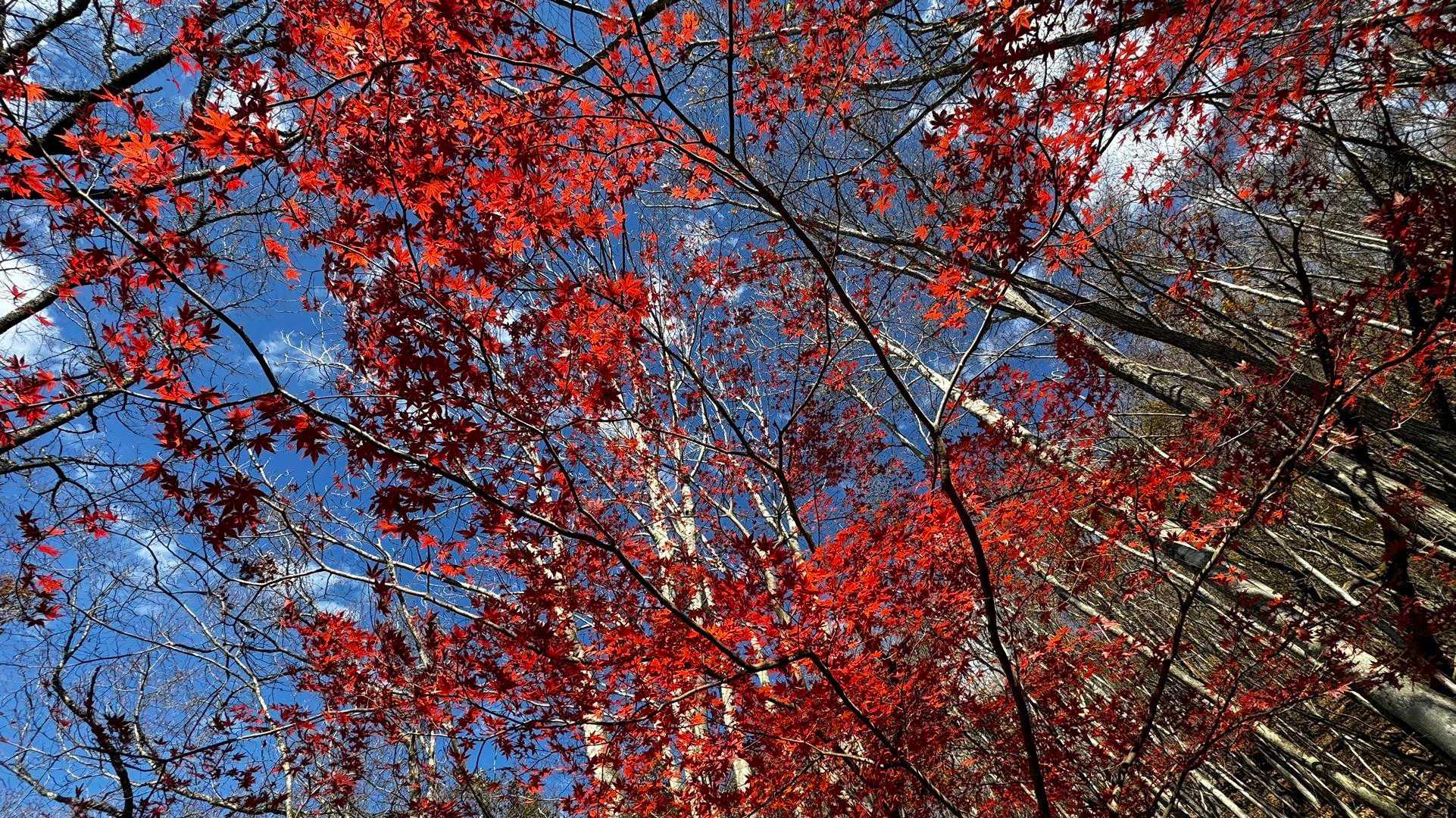 蛾ヶ岳・大畠山 の写真 14