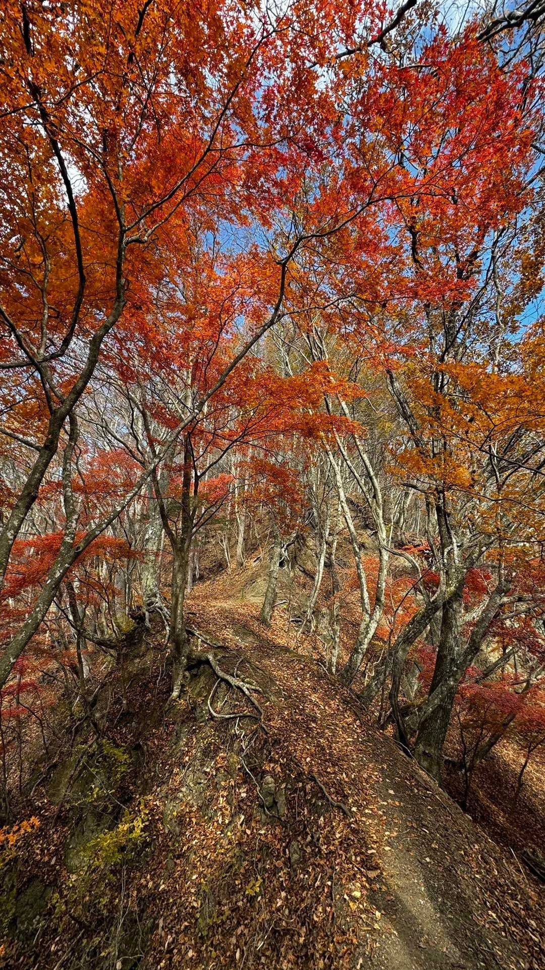 蛾ヶ岳・大畠山 の写真 6