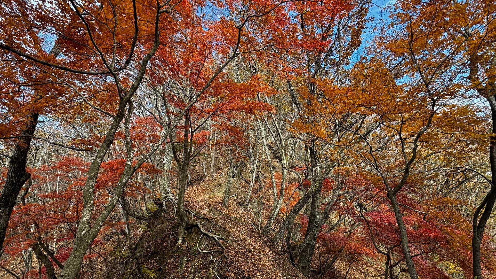 蛾ヶ岳・大畠山 の写真 7