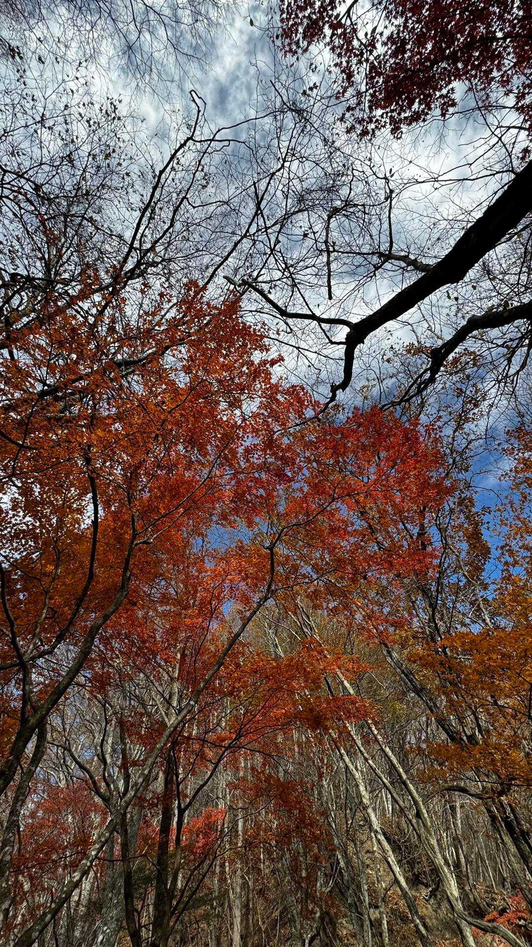 蛾ヶ岳・大畠山 の写真 5