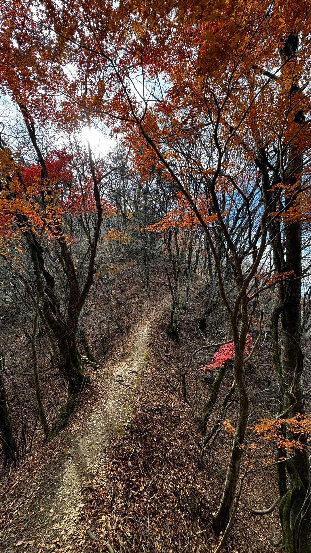 蛾ヶ岳・大畠山 の写真 4