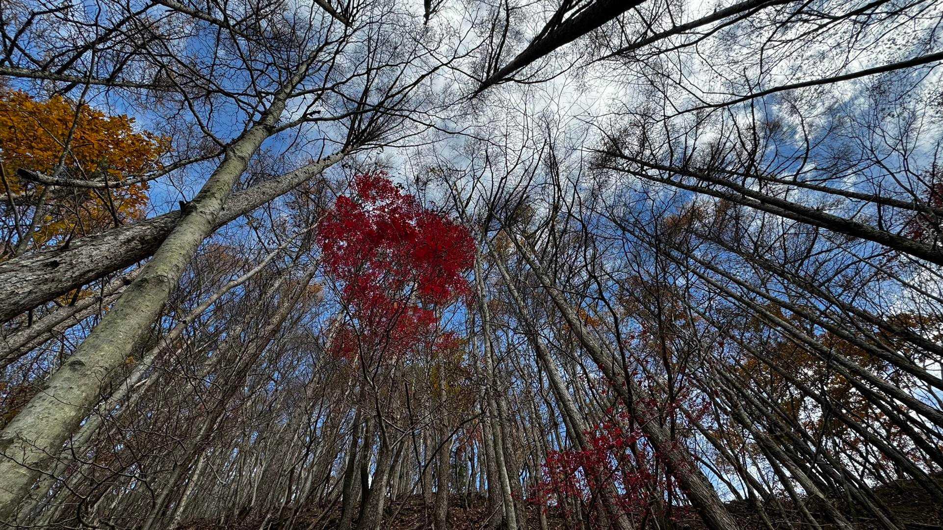 蛾ヶ岳・大畠山 の写真 2