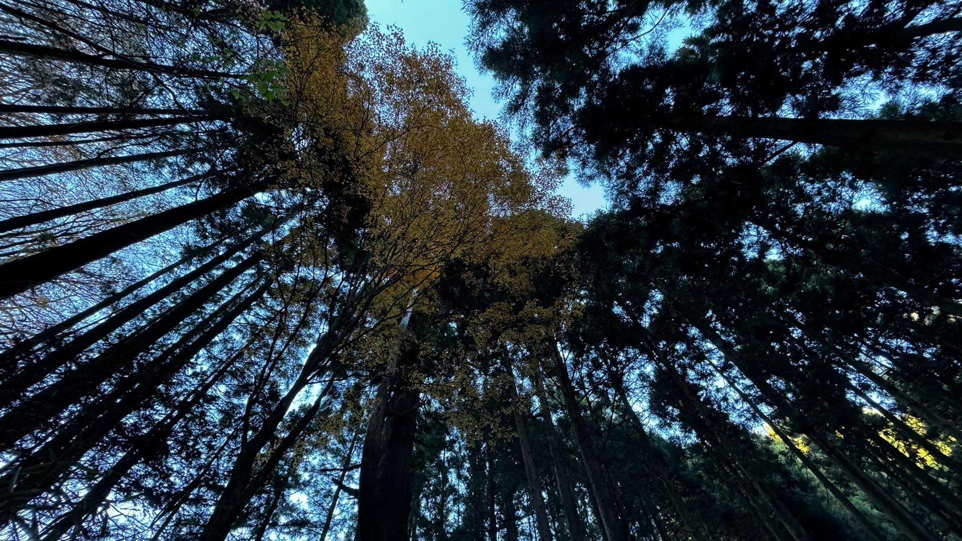 御岳山、鍋割山、大岳山 の写真 22